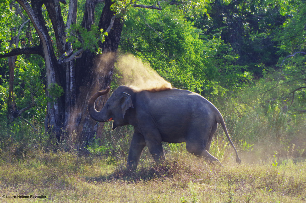 Pr sentation De L l phant D Asie l phants D Asie pr-sentation-de-l-l-phant-d-asie-l-phants-d-asie