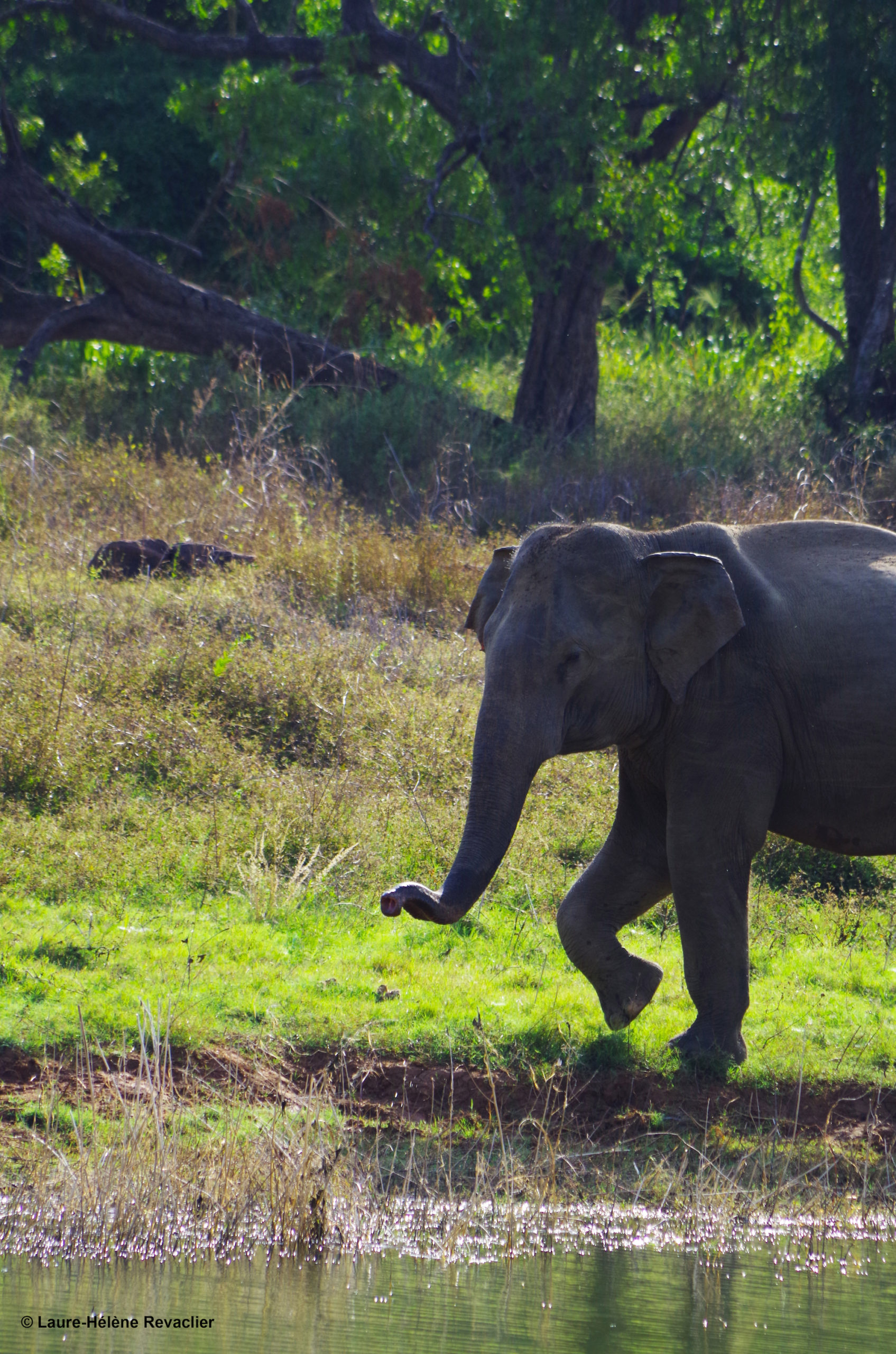 Un éléphant se promène au bord du rivage d'un lac au Sri Lanka.